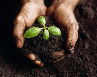 Compost in Hands